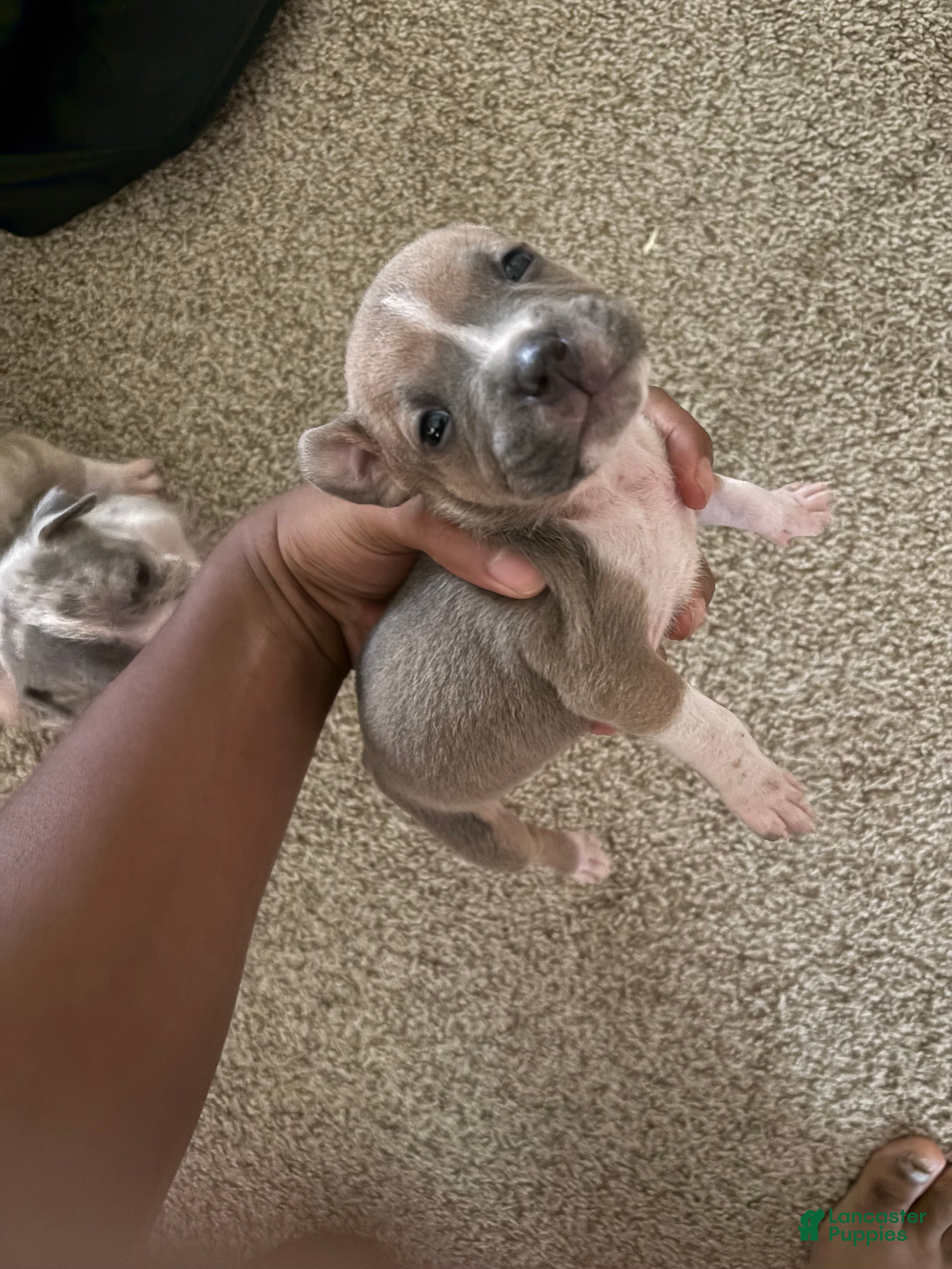 American Bully dogs American Bully 5 - Ad 31