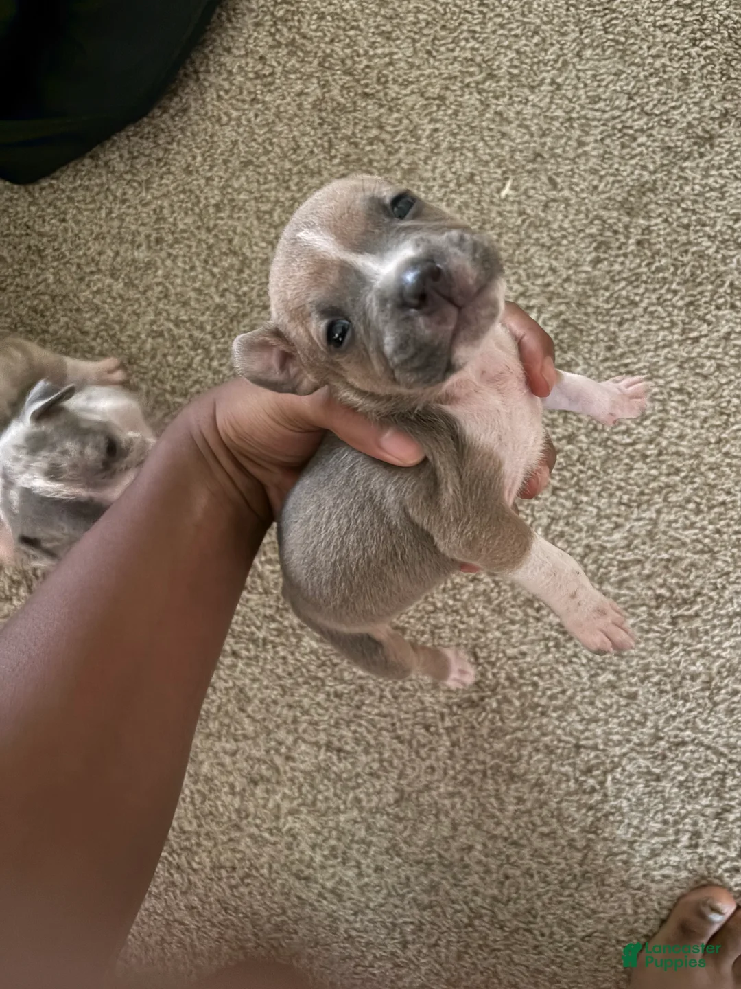 American Bully dogs for sale: American Bully 5 - Ad 1