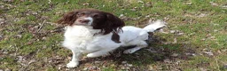 English Springer Spaniel dogs for sale: Apollo - Ad 2