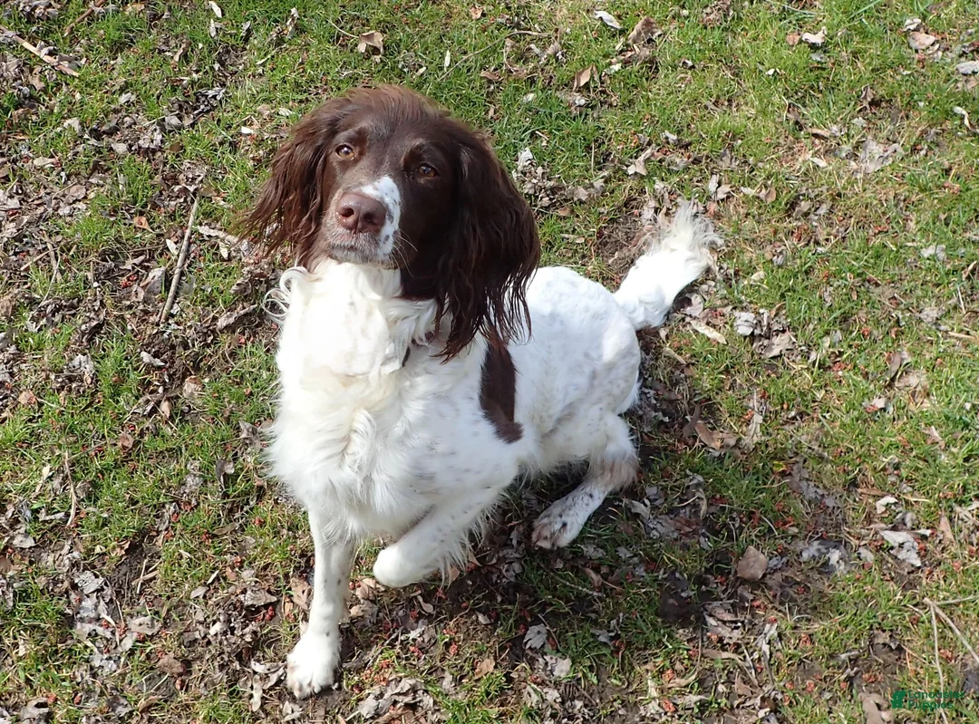 English Springer Spaniel dogs for sale: Apollo - Ad 2