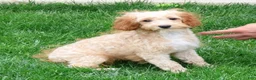 Cavapoo dogs for sale: Paisley - Ad 5