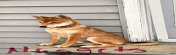 Shiba Inu dogs for sale: Nuggett - Ad 3