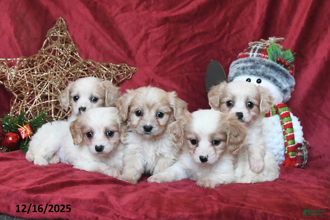 Cavachon dogs for sale: Benji - Ad 3