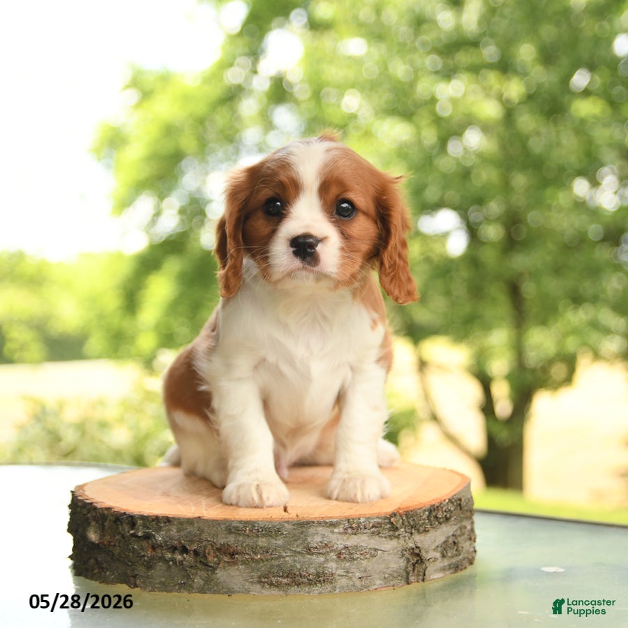 Cavalier King Charles Spaniel dogs Brock - Ad 1