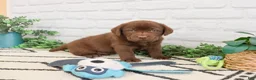 Labrador Retriever dogs for sale: Zazu - Ad 4