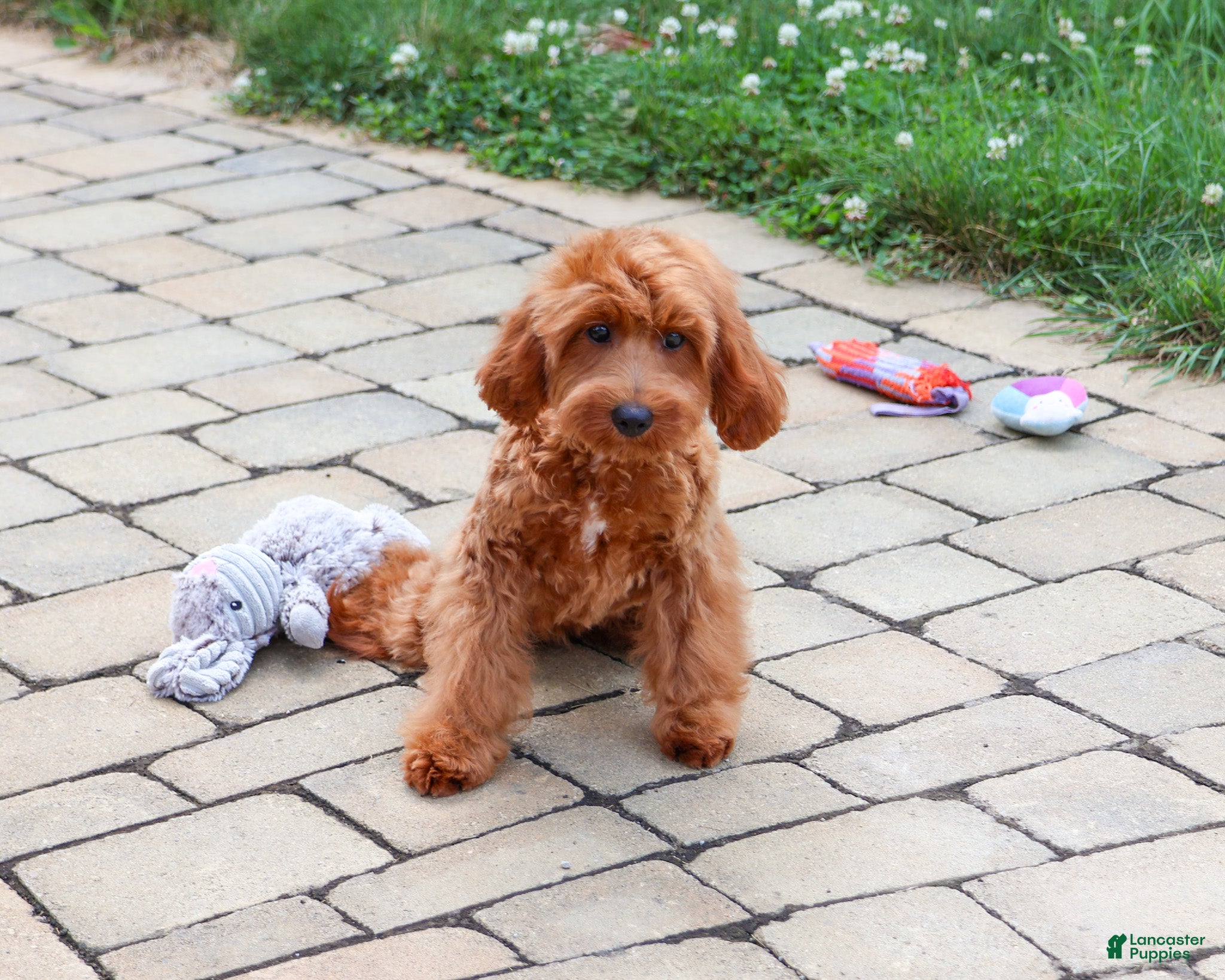 Cavapoo dogs Noelle - Ad 2