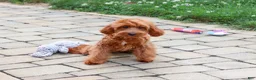 Cavapoo dogs for sale: Noelle - Ad 2