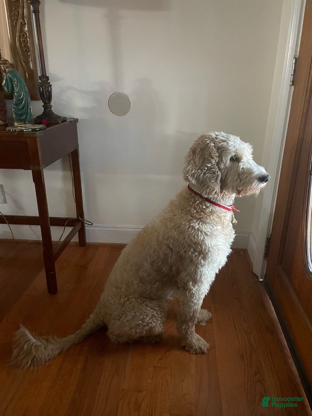 Goldendoodle dogs for sale: Goldendoodle Puppy 5 - Ad 2