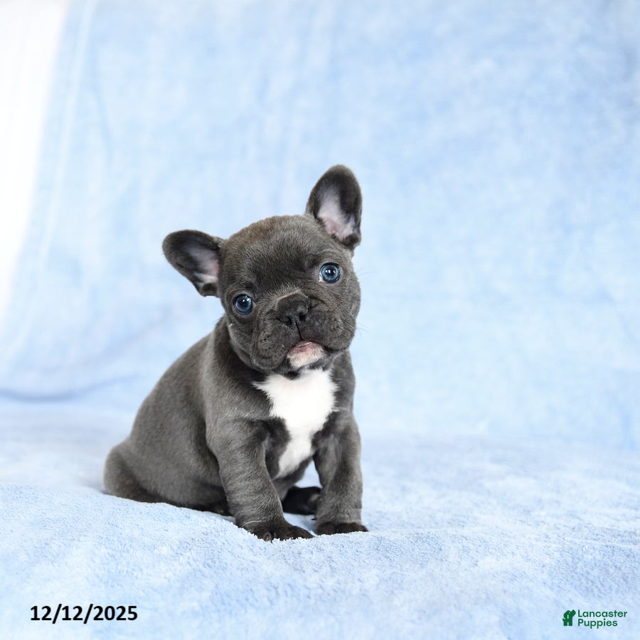 French Bulldog dogs Anna - Ad 1