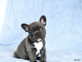 French Bulldog dogs Anna - Ad 12