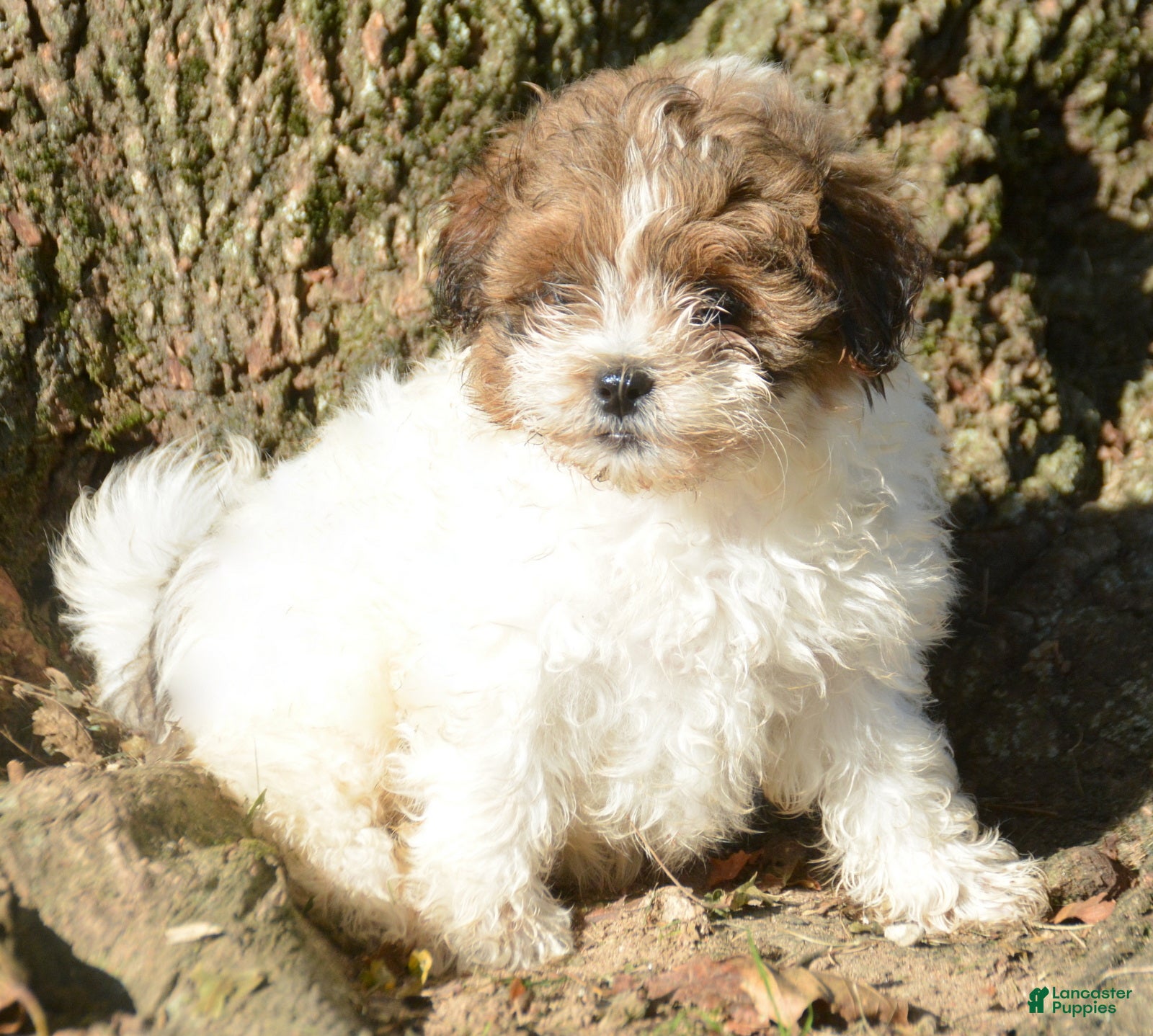 Shihpoo dogs for sale: Sara Shihpoo 4 - Ad 1