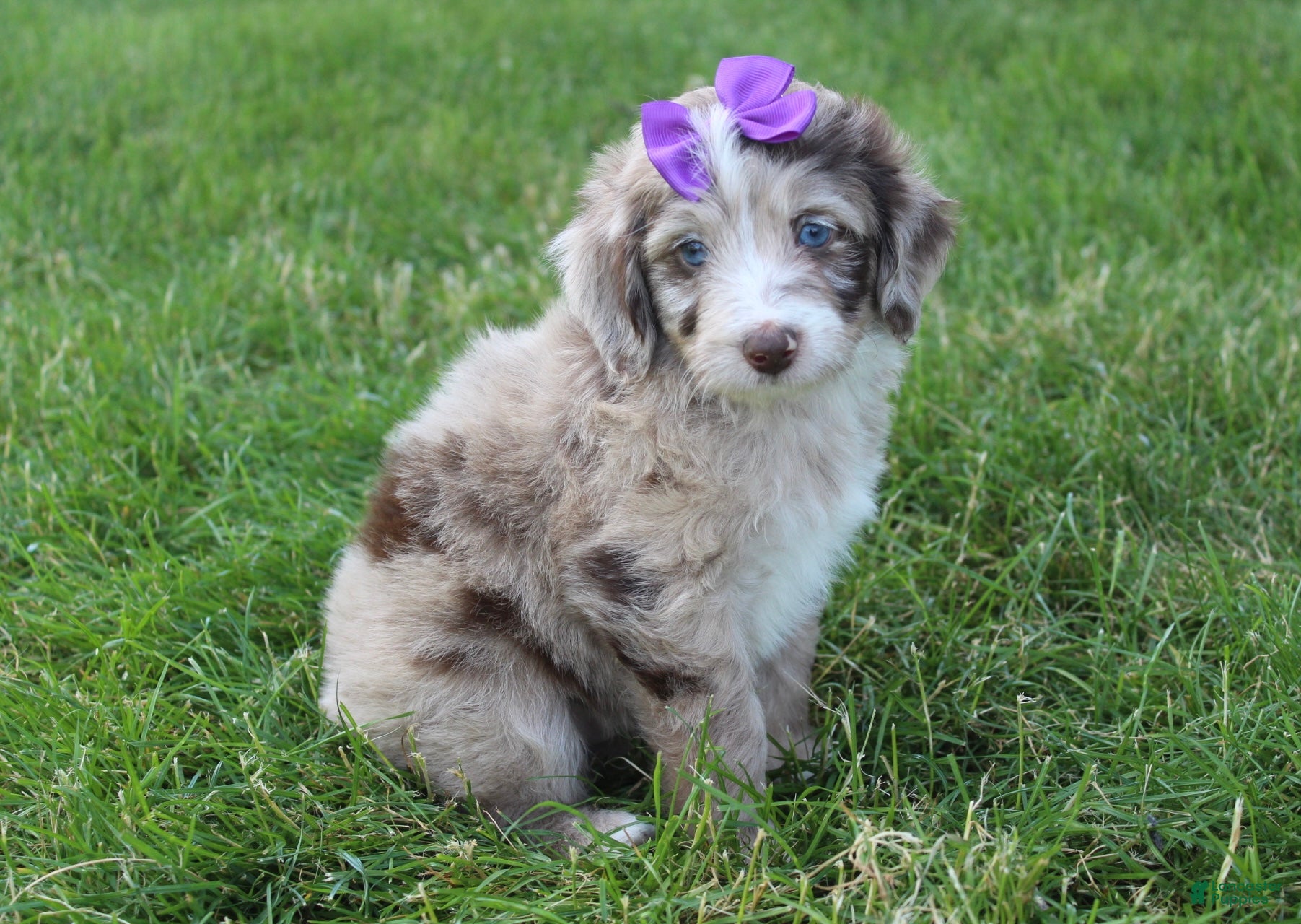 Mini Aussiedoodle dogs for sale: Jasmine 🎀 - Ad 6