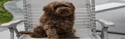 Mini Goldendoodle dogs for sale: Jasper - Ad 12