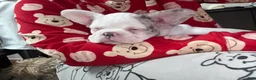 French Bulldog dogs for sale: pink - Ad 2