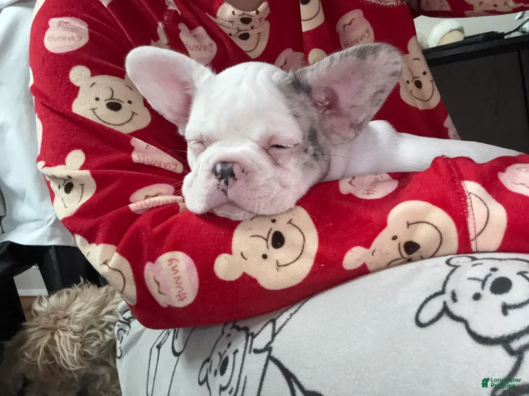 French Bulldog dogs for sale: pink - Ad 2