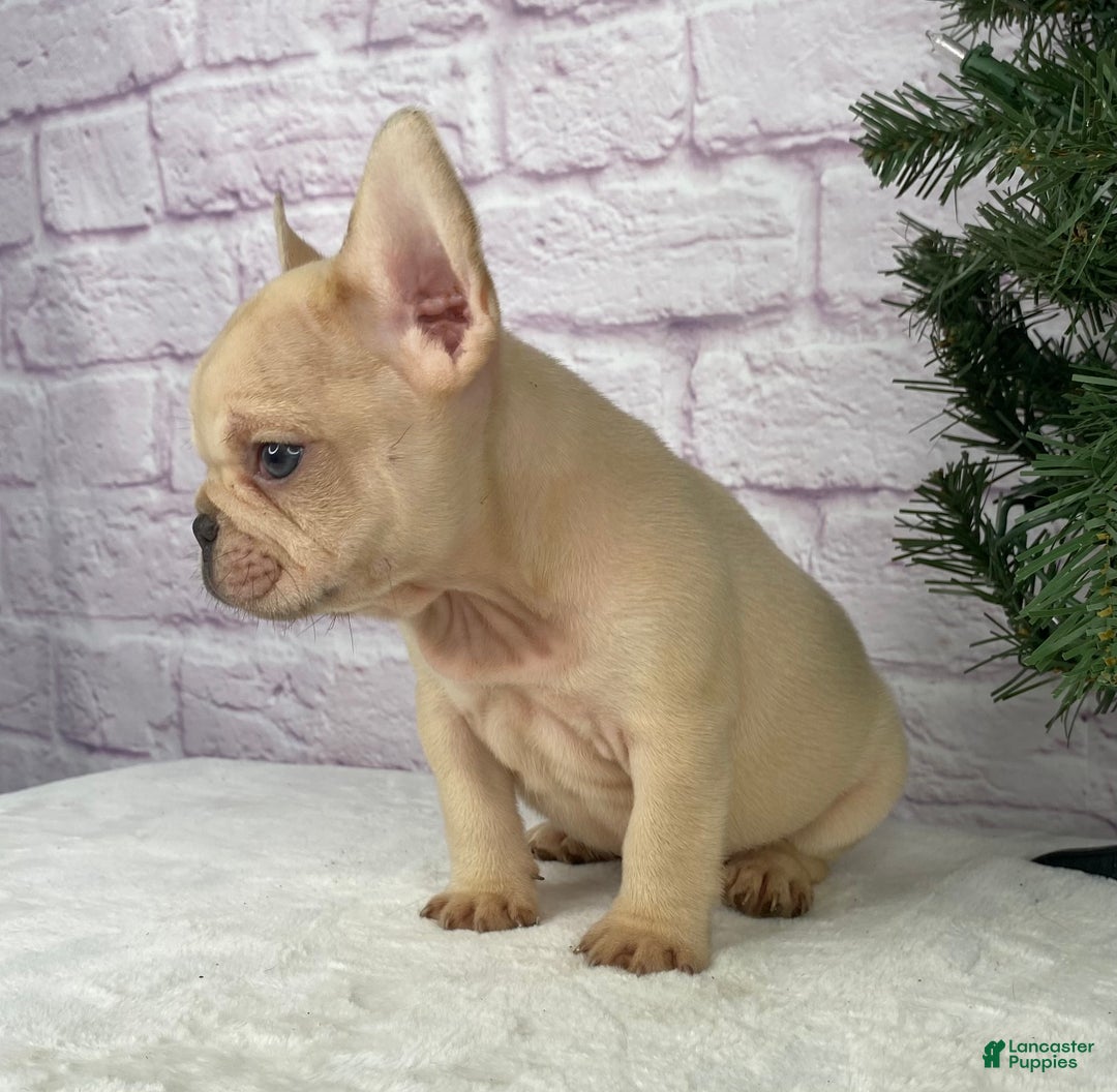 French Bulldog dogs for sale: Skyler - Ad 4