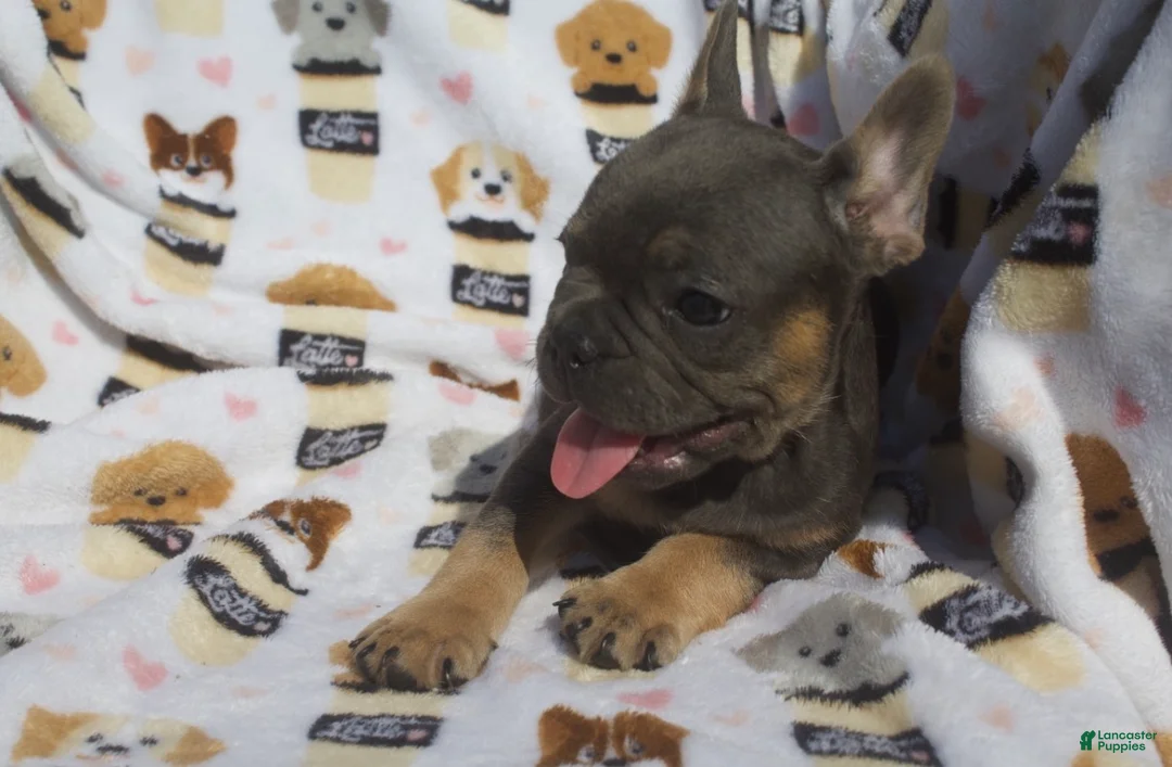French Bulldog dogs for sale: French Bulldog 4 - Ad 2