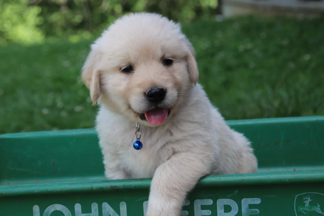 Golden Retriever dogs for sale: Golden Retriever 1 - Ad 2