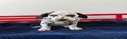 Dalmatian dogs for sale: Talia - Ad 13