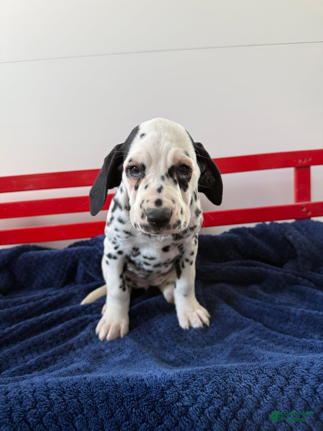 Dalmatian dogs for sale: Talia - Ad 13