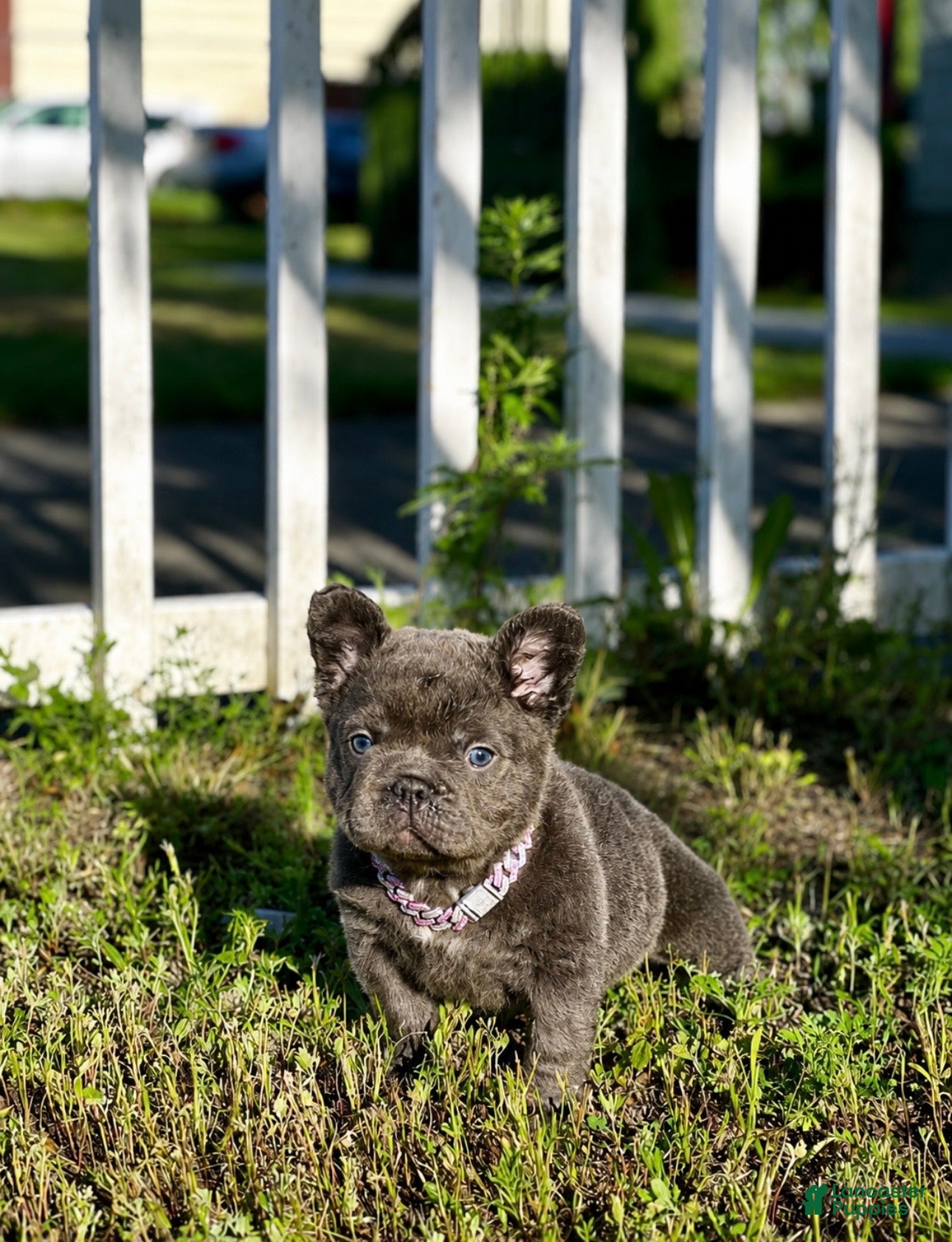 French Bulldog dogs Brisa french bulldog fluffy  - Ad 2