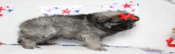 Keeshond dogs for sale: Anna - Ad 4