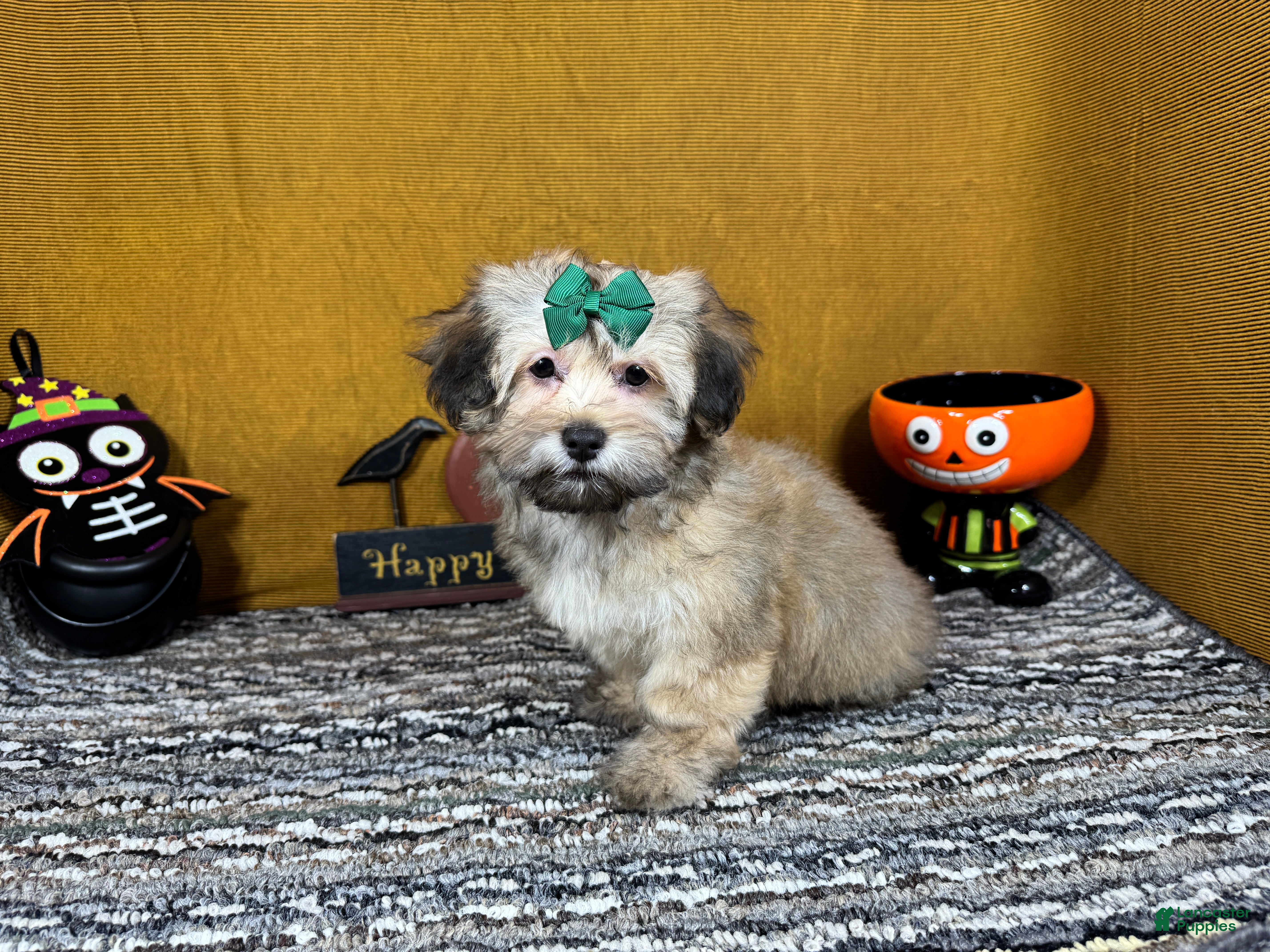 Havanese dogs Havanese 5 - Ad 17