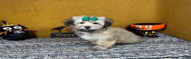 Havanese 5