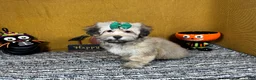 Havanese dogs for sale: Havanese 5 - Ad 1