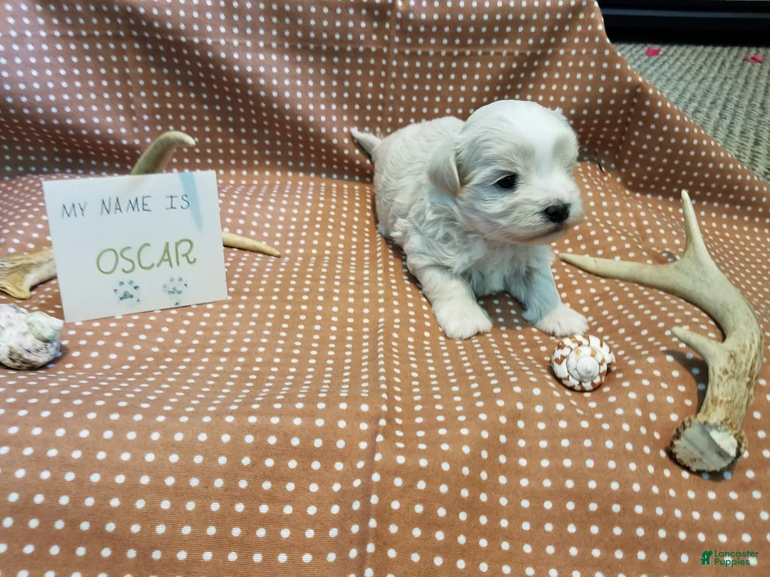 Maltipoo dogs for sale: Oscar - Ad 2