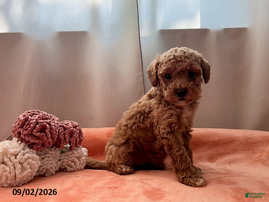 Miniature Poodle dogs Tilly - Ad 1
