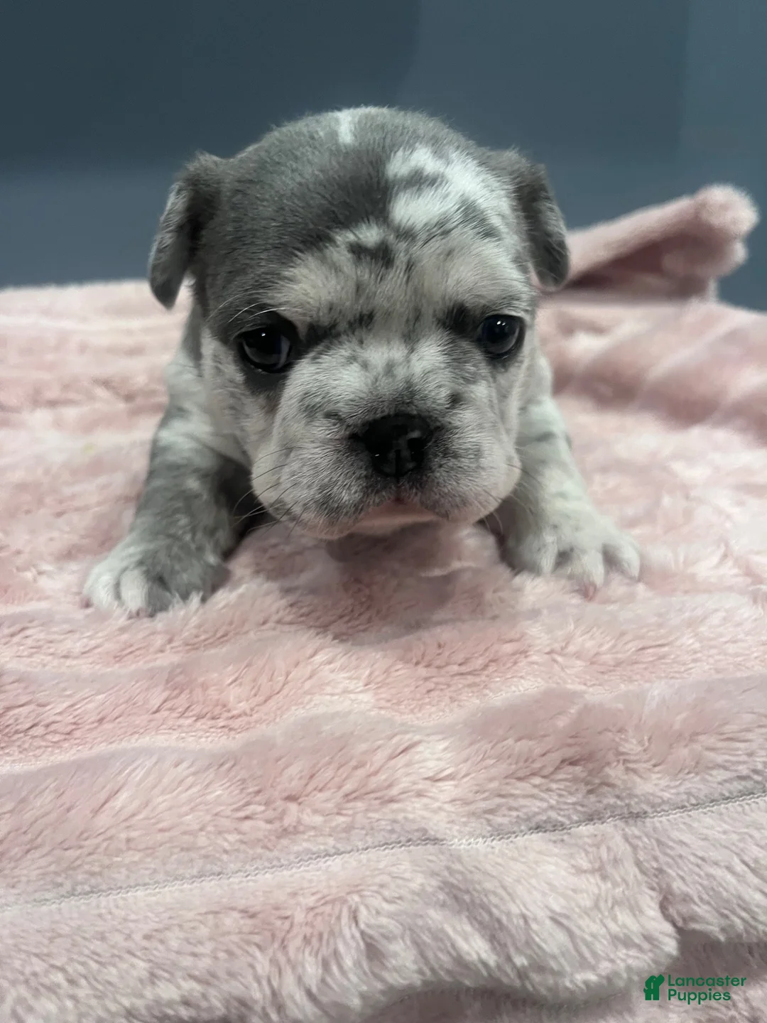 French Bulldog dogs for sale: French Bulldog 1 - Ad 2