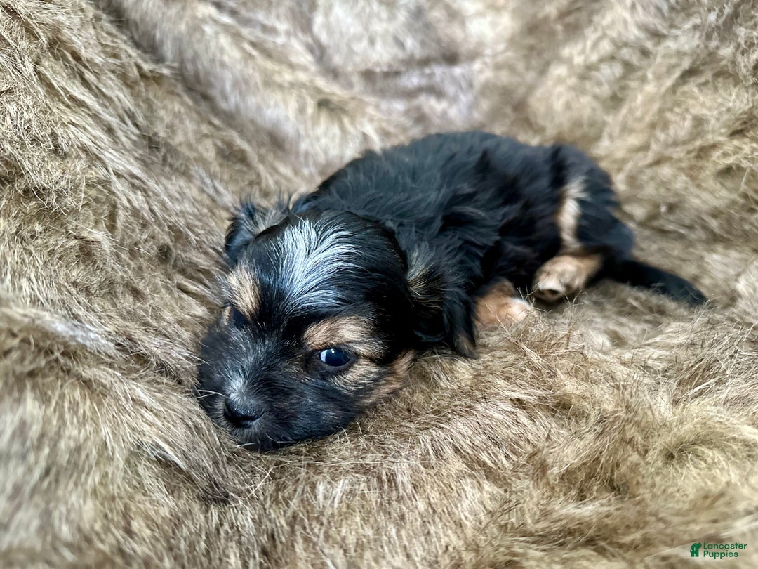Shorkie dogs for sale: Isabel - Ad 6