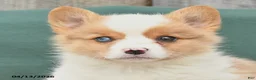 Welsh Corgi Pembroke dogs for sale: Hugo - Ad 3