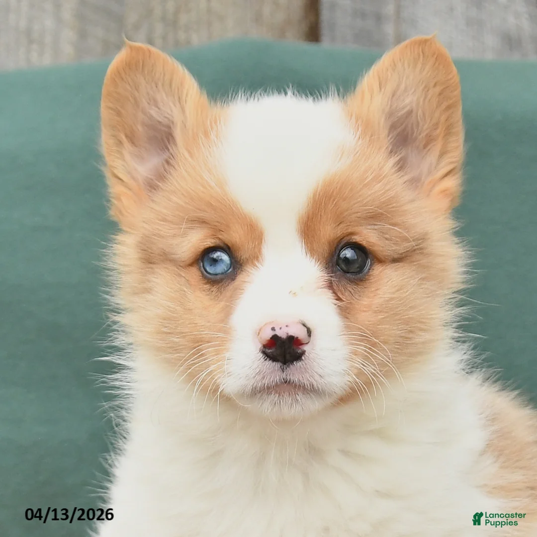 Welsh Corgi Pembroke dogs for sale: Hugo - Ad 3