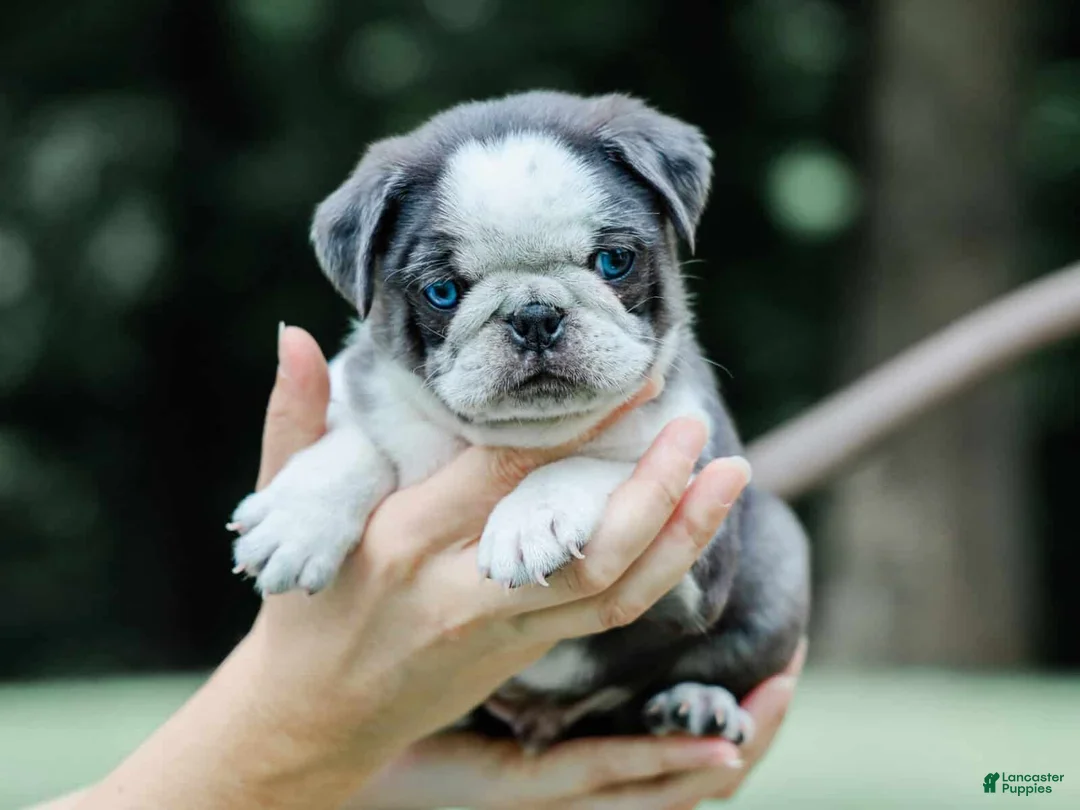 Pug dogs for sale: Jareb - Ad 1