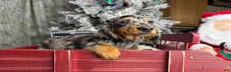 Dachshund dogs for sale: Ch Harriet LH dappleAkc - Ad 14