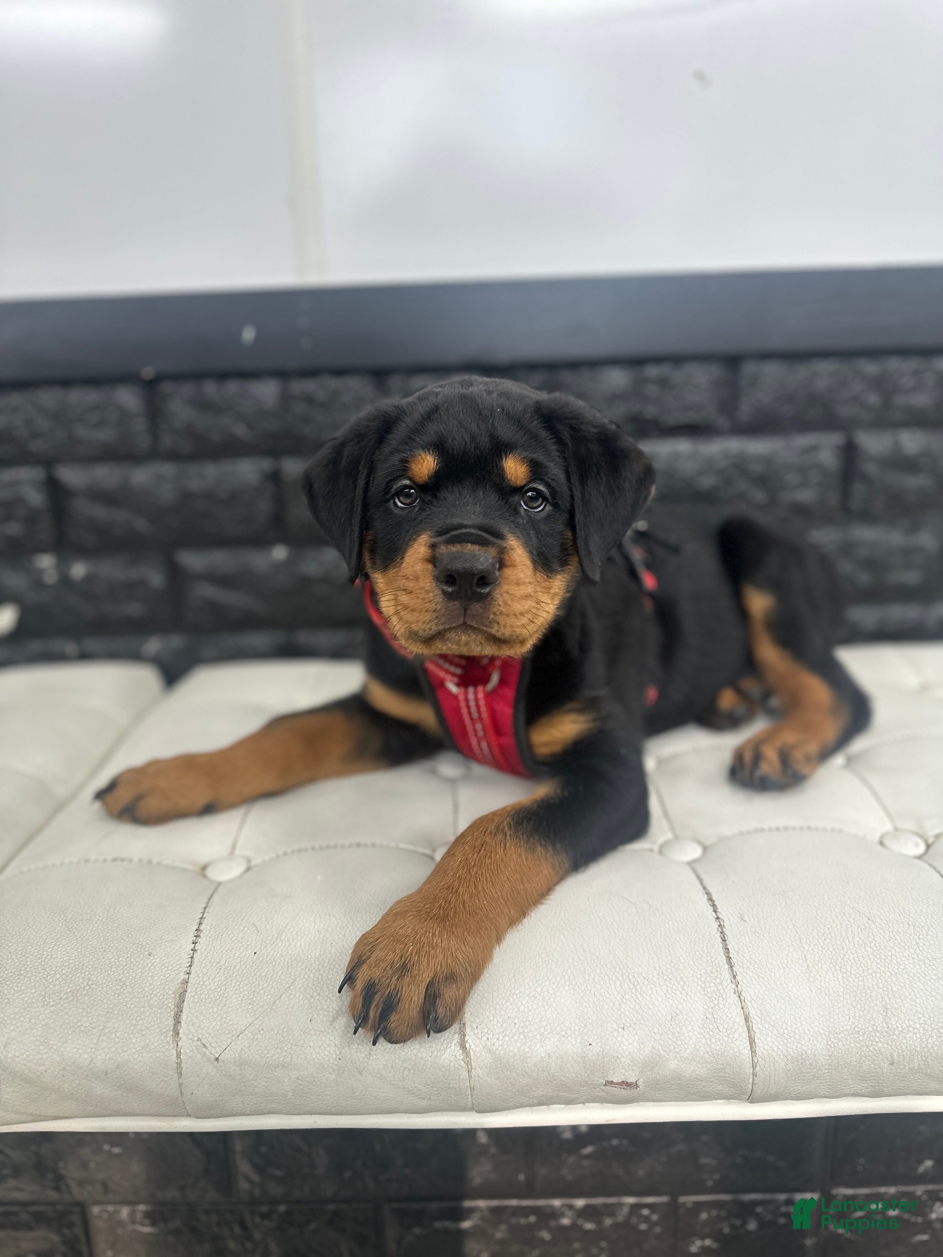 Rottweiler dogs Koa - Ad 21