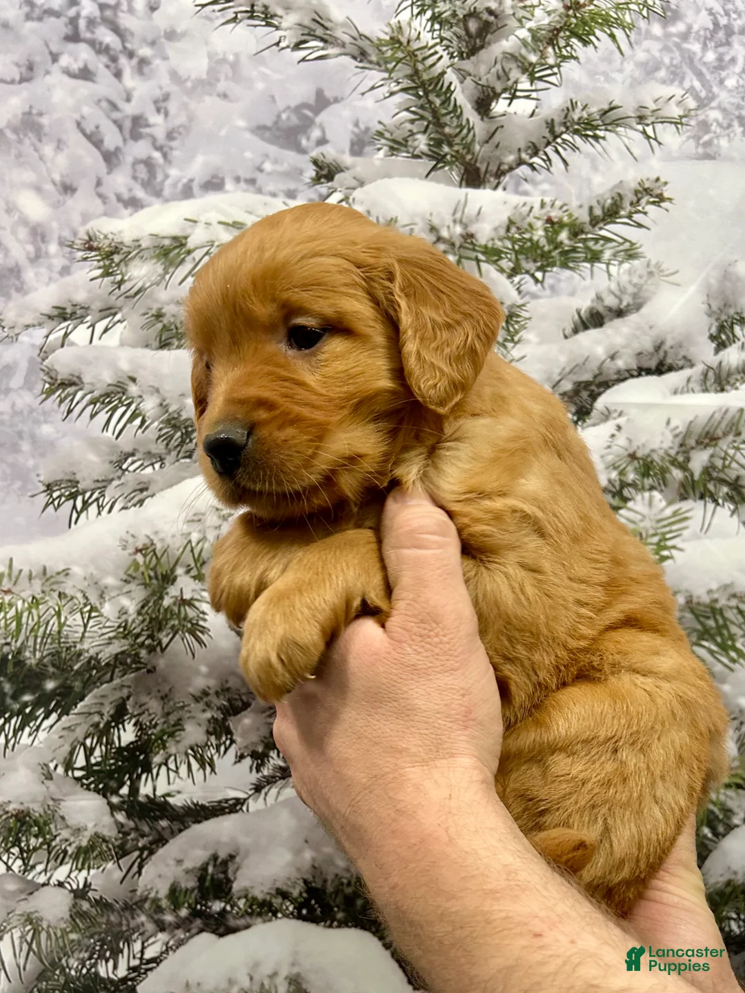 Golden Retriever dogs for sale: Daisy  - Ad 6