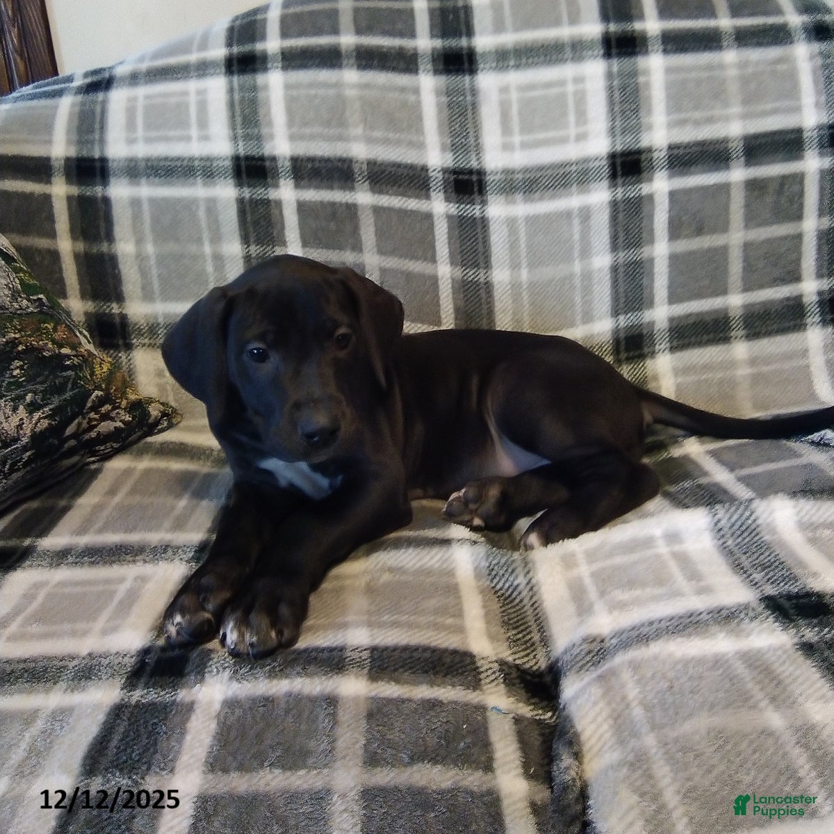 Great Dane dogs Holly - Ad 15