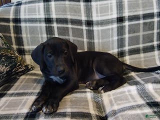 Great Dane dogs Holly - Ad 12