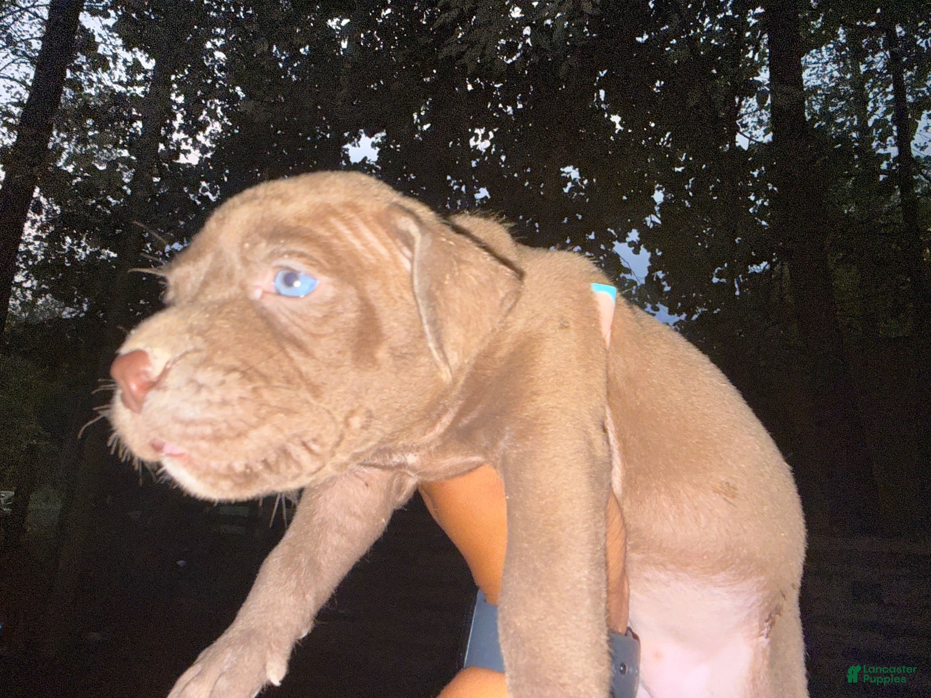 American Pit Bull Terrier dogs American Pit Bull Terrier 1 - Ad 2