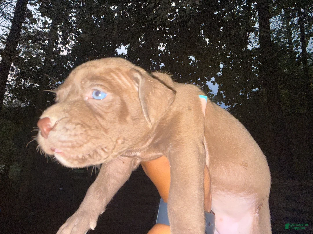 American Pit Bull Terrier dogs for sale: American Pit Bull Terrier 1 - Ad 2