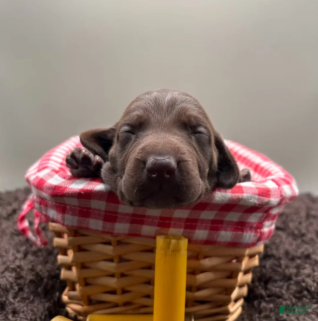 German Shorthaired Pointer dogs for sale: Barrett - Ad 1