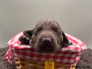 German Shorthaired Pointer dogs for sale: Barrett - Ad 4