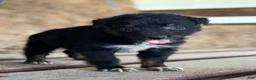 Australian Shepherd dogs for sale: Dakotah - Ad 8