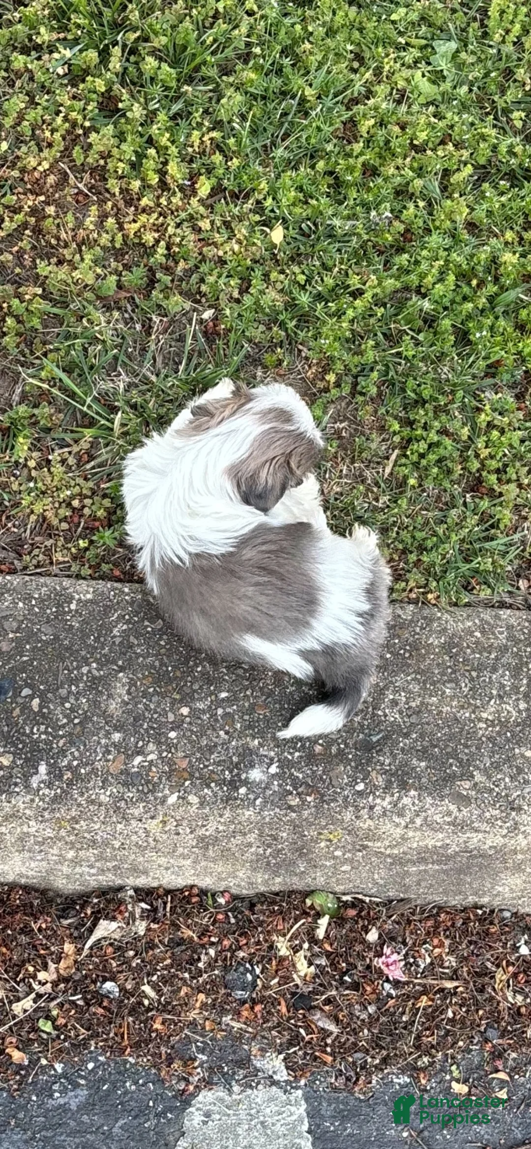 Shih Tzu dogs for sale: Shih Tzu Puppy 5 - Ad 2