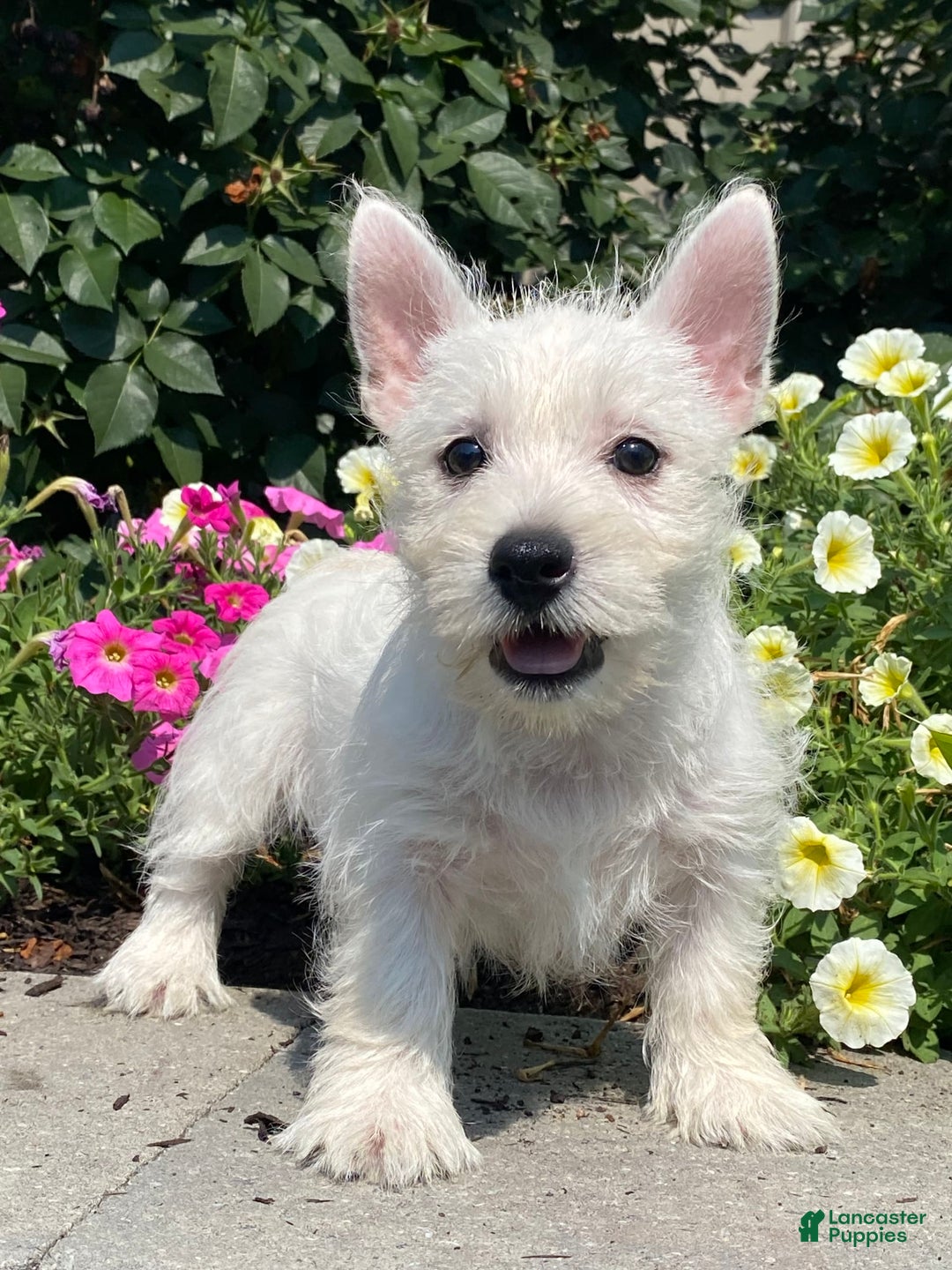 West Highland Terrier dogs for sale: Wynona - Ad 5