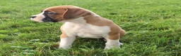 Boxer dogs for sale: Paisley - Ad 4