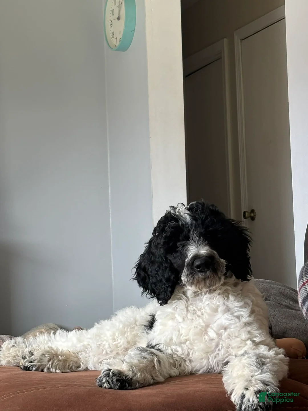 Standard Poodle dogs for sale: Ellie - Ad 2